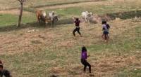 Коровы разогнали сельскую дискотеку в Тайланде (Видео) 2