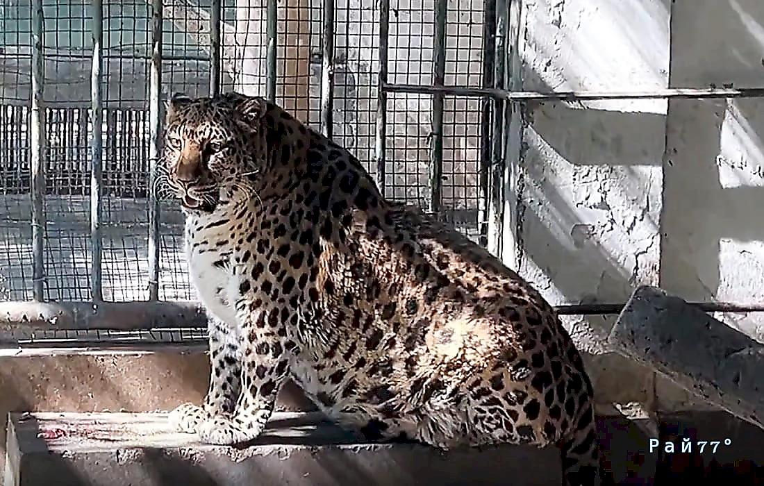 Пухлый леопард, похожий на тюленя, обитает в китайском зоопарке