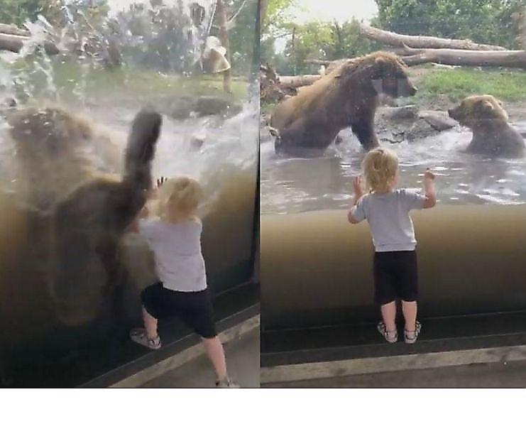 Разборка медведей застала врасплох маленького посетителя зоопарка ▶