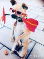 Собака, разъезжающая на роликах, удивила китайские соцсети (Видео) 1