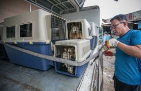 149 собак, приготовленных к забою были освобождены на корейской ферме. (Видео) 4