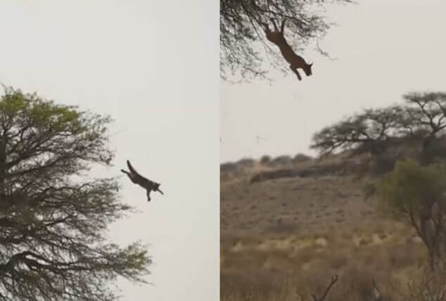 Две хищные кошки устроили воздушные баталии в африканском парке. (Видео)