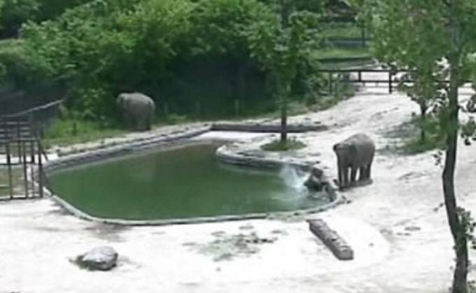 Драматический момент спасения тонущего слонёнка его родителями, был снят в зоопарке Сеула (Видео)