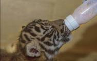 Брошенный тигрёнок нашёл друга в зоопарке Сан - Диего. (Видео) 6