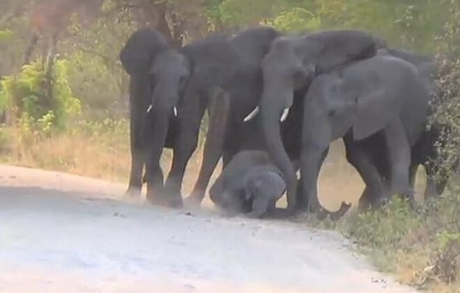 Стадо слонов попыталось спасти слонёнка попавшего под машину в африканском заповеднике. (Видео)