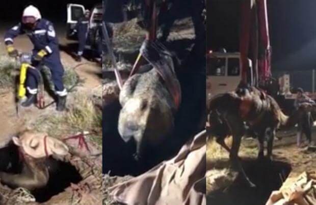 Спасательная операция по вызволению верблюда, застрявшего в яме с водой была снята неизвестным свидетелем инцидента несколько дней назад в Дубае.