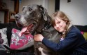 Собака весом 98 килограммов признана самой большой в Британии. (Видео) 2
