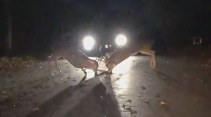 Два оленя не поделили дорогу в США (Видео)