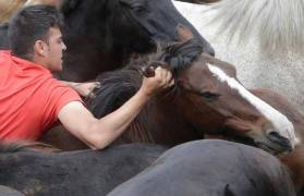 Тысячи испанцев приняли участие в массовой «объездке» диких лошадей в Галисии. (Видео) 7