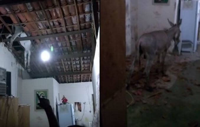 Осёл проломил крышу частного дома в Бразилии (Видео)