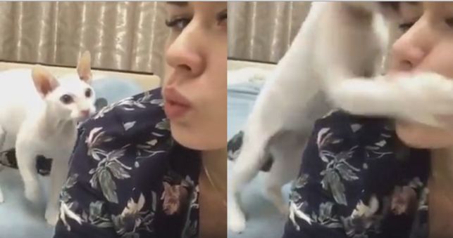 Кошка «успокоила» свою любвеобильную хозяйку (Видео)