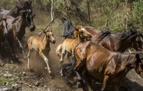 Тысячи испанцев приняли участие в массовой «объездке» диких лошадей в Галисии. (Видео) 24