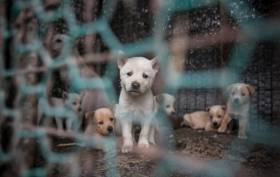 149 собак, приготовленных к забою были освобождены на корейской ферме. (Видео) 0