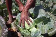 Индийский фермер увеличил свой урожай «нетрадиционным» способом 5