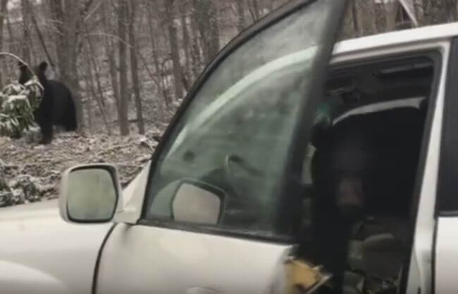 Любопытный медвежонок застрял в кабине автомобиля в США (Видео)
