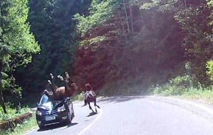 Неравное противостояние одной лошадиной силы с превосходящим её по силе в сотни раз «железным конём», было запечатлено случайным свиделетем происшествия на автотрассе в румынских Карпатах.