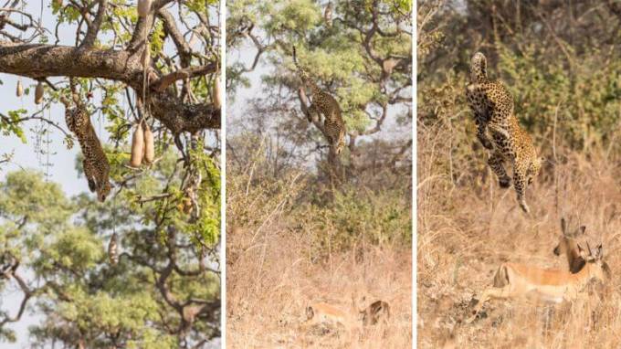 Молниеносная охота: леопард с дерева атаковал антилопу на глазах у ошеломлённого туриста (Видео)