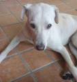 Бродячий пёс «пометил» своего будущего хозяина, сидящего на бордюре в Бразилии (Видео) 5