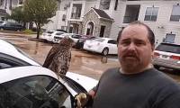 Пернатый хищник, спасаясь от урагана, спрятался в салоне такси (Видео) 0