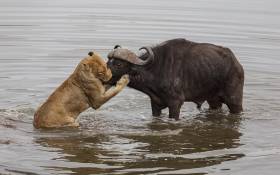 Львиный прайд пообедал буйволом на глазах шокированного фотографа. (Видео) 4