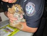 Брошенный тигрёнок нашёл друга в зоопарке Сан - Диего. (Видео) 11