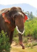 Слон с красными ушами был замечен в национальном заповеднике, в Индии. 4