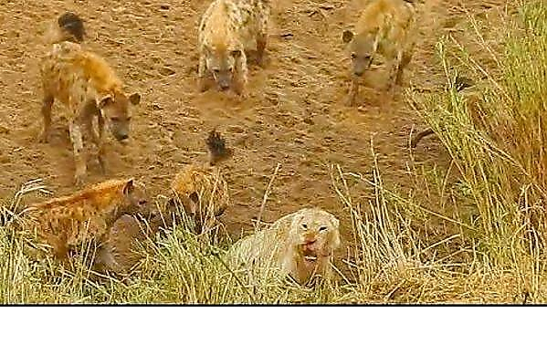 12 гиен, напавшие на льва, были повержены в бегство подоспевшими на выручку хищницами (Видео)