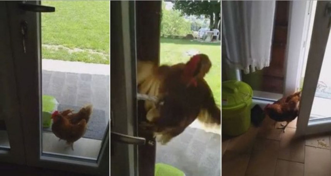 Умная курица, скрываясь от жары, самостоятельно открыла себе дверь в жилище (Видео)