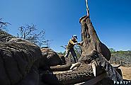 Крупномасштабную операцию по перевозке слонов с использованием подъёмного крана, провели в Южной Африке 14
