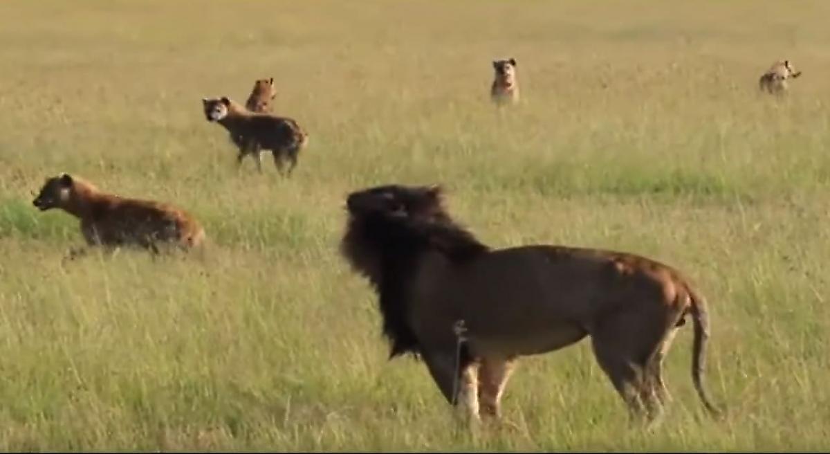 Стая гиен, окружив льва, не решилась напасть на престарелого хищника