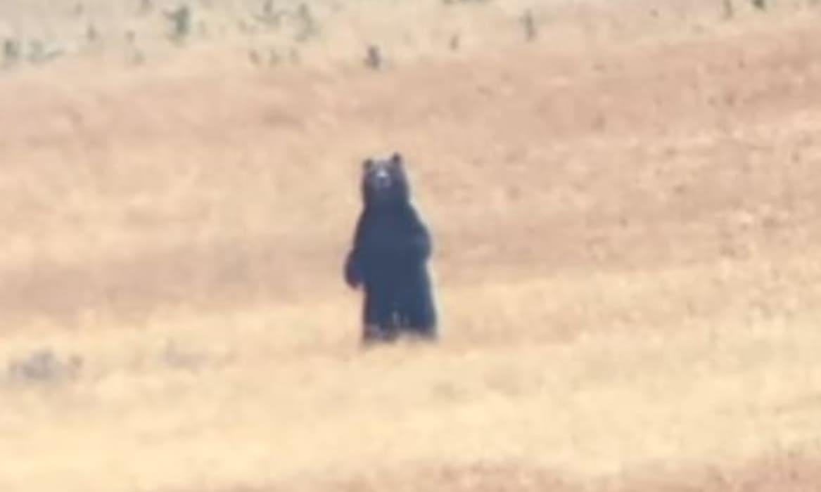 Волчья стая напала на медведя и отогнала его подальше от добычи - видео