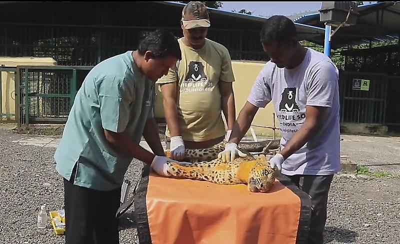 Индийские спасатели научили парализованного леопарда снова ходить ▶