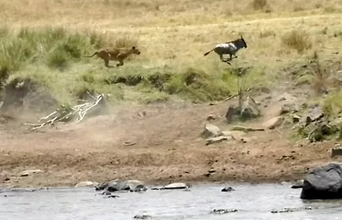 Антилопа, убежавшая от трёх крокодилов, угодила в засаду, устроенную львицей в Кении - видео