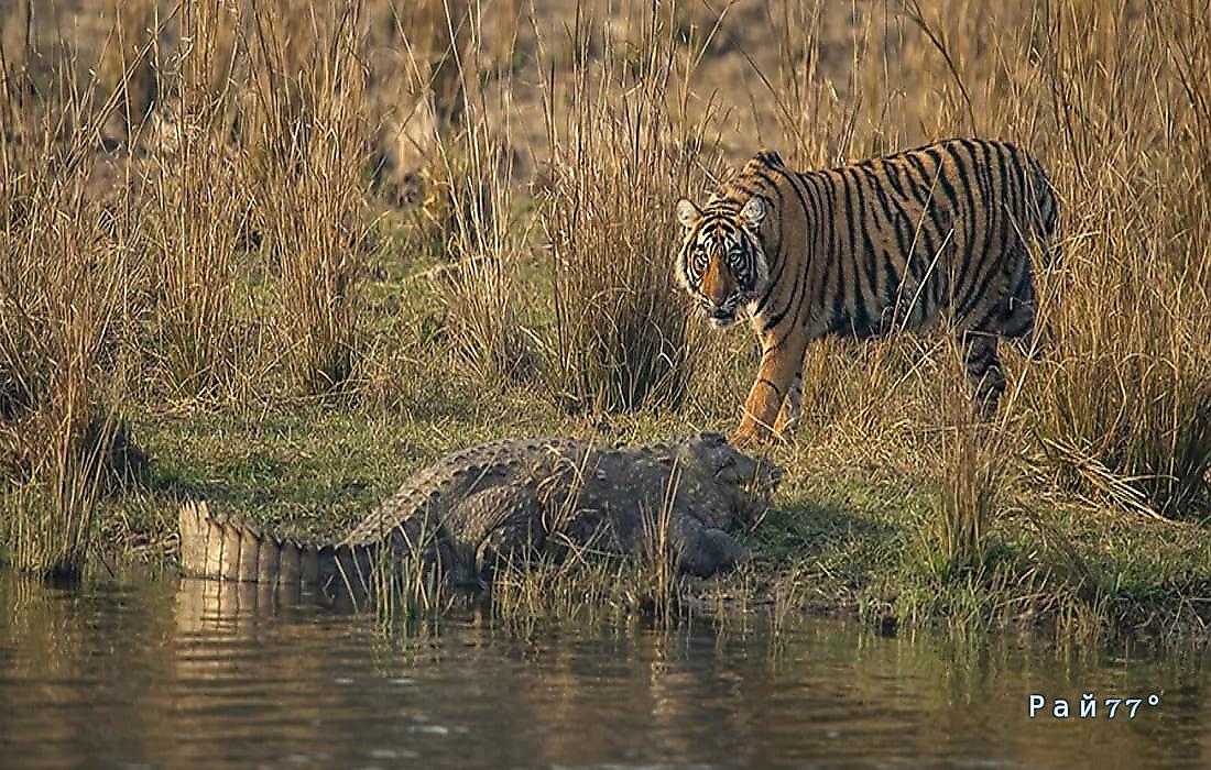 Крокодил отбил у тигра своего сородича на глазах у туриста: видео