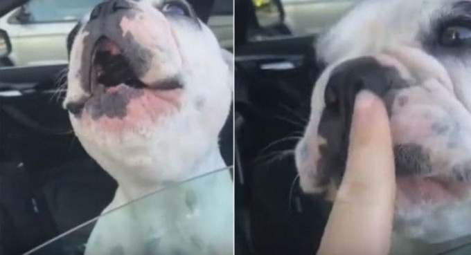 Пёс возомнил из себя оперного певца в США (Видео)