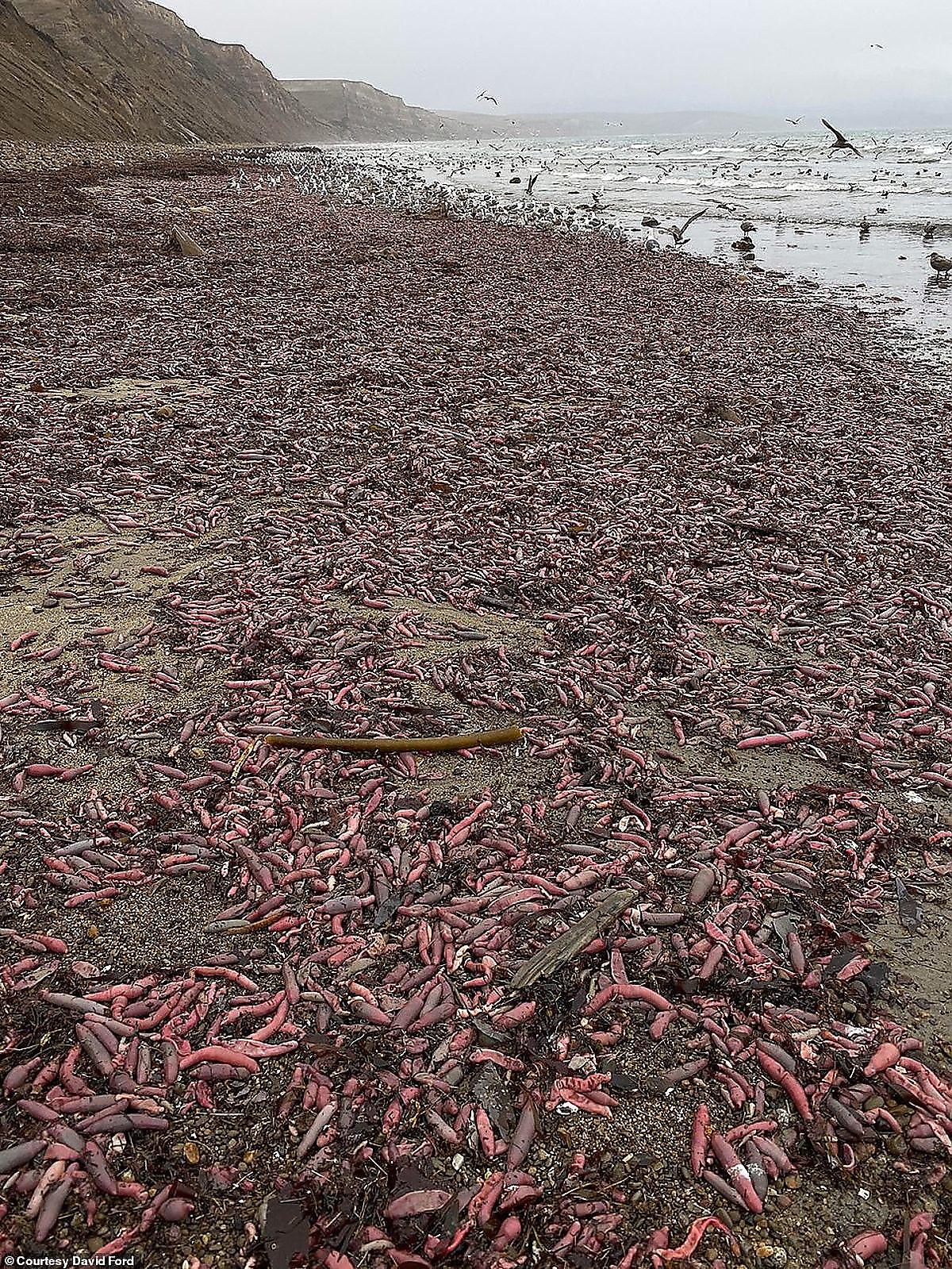 Тысячи урехисов однопоясковых вымыло на пляже в Калифорнии