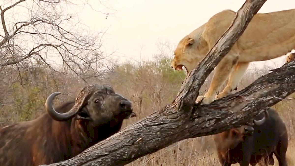 Львица, спасая свою шкуру от буйволов, забралась на дерево в ЮАР