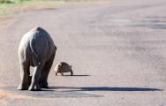 Детёныш носорога убрал препятствие в виде черепахи с дороги в африканском заповеднике 3