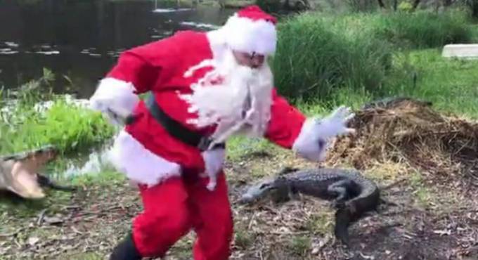 Санта-Клаус чуть не стал обедом крокодилов в австралийском зоопарке (Видео)