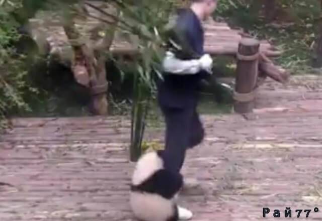 Детёныш панды «помог» смотрителю убраться в своём вольере. (Видео)