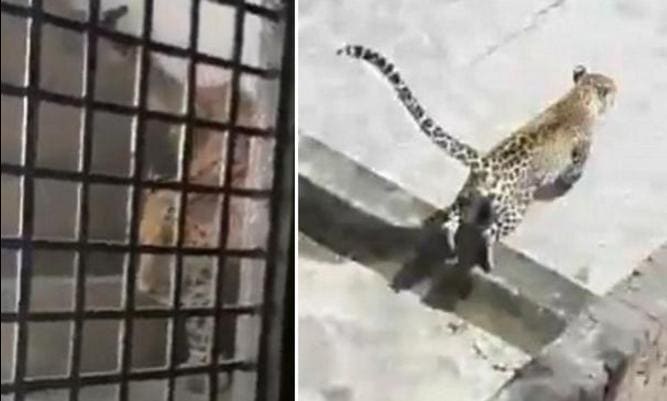 Дикий леопард поверг в панику жителей частного особняка в Индии (Видео)