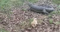 Маленький терьер поверг в бегство крокодила в Австралии (Видео) 0