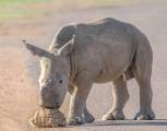 Детёныш носорога убрал препятствие в виде черепахи с дороги в африканском заповеднике 0