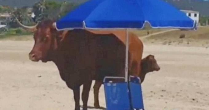 Корова с телёнком спрятались от палящего солнца, заняв место туристов. (Видео)