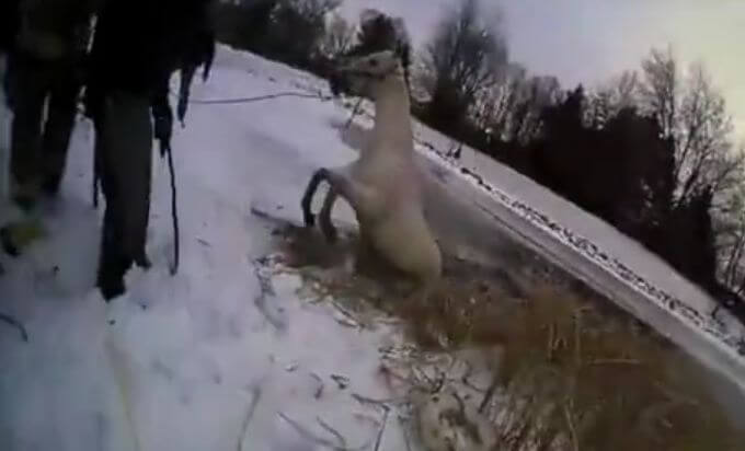 Операция спасения лошади, провалившейся в полынью, с использованием трактора была проведена в Мичигане (Видео)