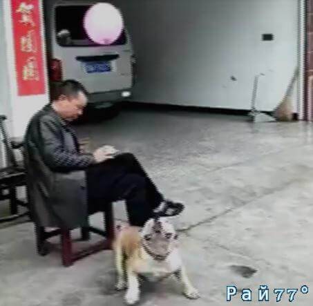 Пёс с воздушным шариком покорил интернет. (Видео)