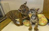 Брошенный тигрёнок нашёл друга в зоопарке Сан - Диего. (Видео) 3