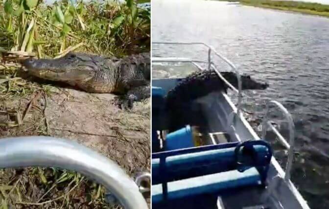 Крокодил совершил прогулку по катеру, на глазах у шокированных туристов (Видео)