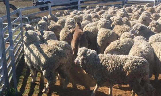 Кенгуру пасёт стадо овец на ферме в Австралии.
