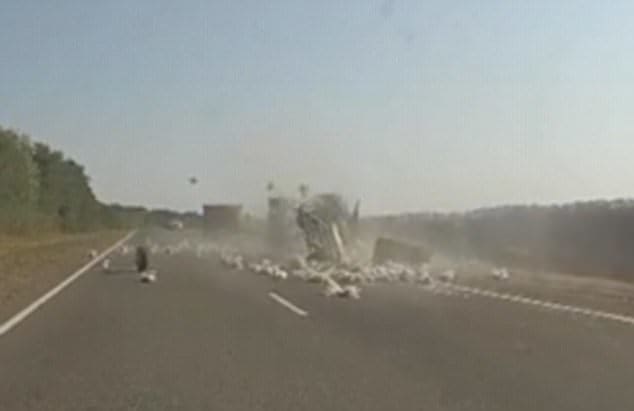 Десятки куриц попали в ДТП на Кубани (Видео)